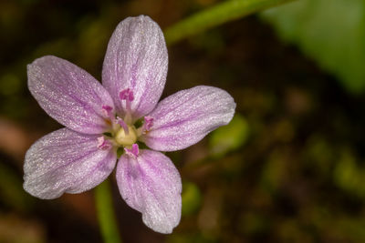 Close-up of pink flowering plant