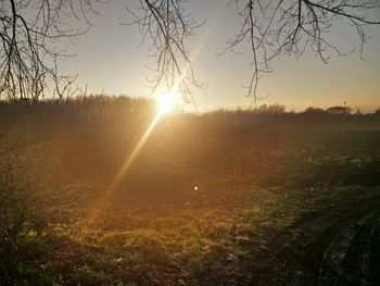 Sun shining through trees on landscape