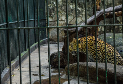 Leopard in cage at zoo