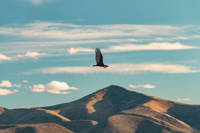 Seagull flying over a mountain