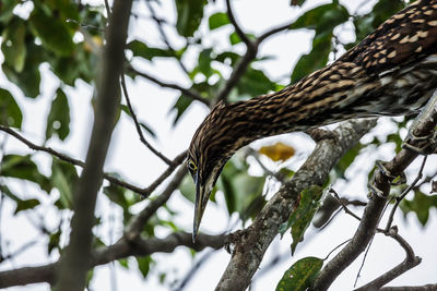 Low angle view of bird perching on branch