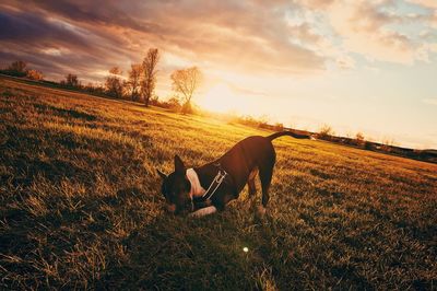 Dog on field against sky during sunset