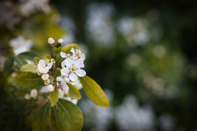 Close-up of white flowering plant