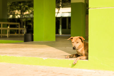 Dog looking away