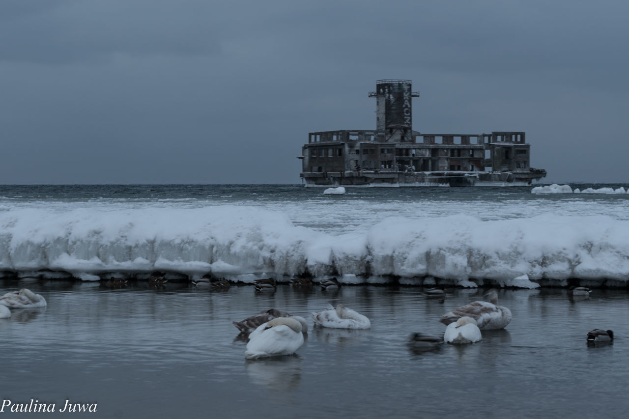 SWANS SWIMMING IN SEA AGAINST SKY