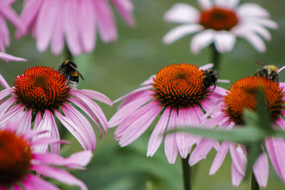 Close-up of bee pollinating on purple coneflower