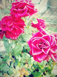 Close-up of pink rose blooming outdoors