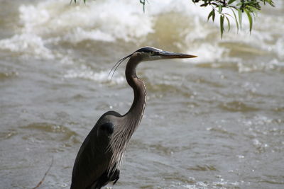 Close up of bird in water