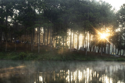 Scenic view of lake in forest