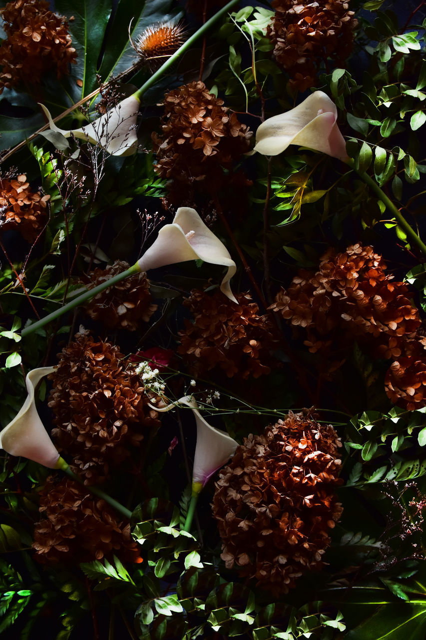 FULL FRAME SHOT OF FLOWERING PLANT