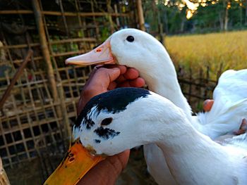 Close-up of hand feeding a bird