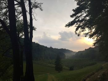 Scenic view of forest against sky