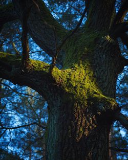 Low angle view of tree against sky