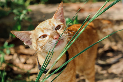 Close-up portrait of a cat