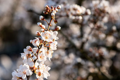 Close-up of white cherry blossom tree