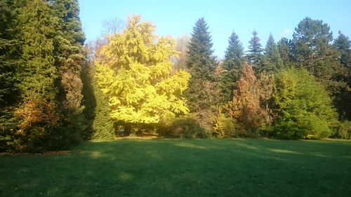 Trees on grassy field