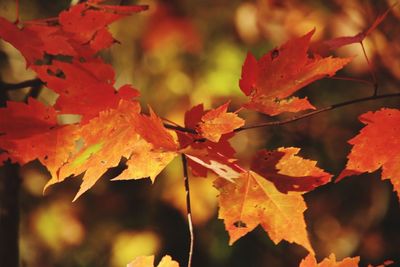 Close-up of maple leaves