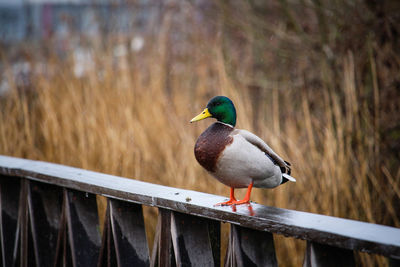 Close-up of bird perching on railing