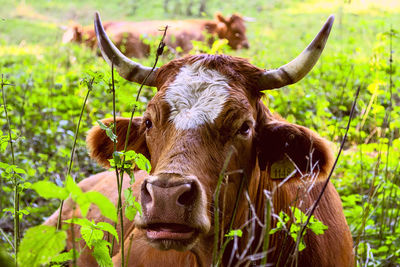 Close-up portrait of a cow on field