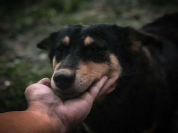 Close-up of person holding dog