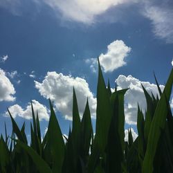 Scenic view of landscape against cloudy sky