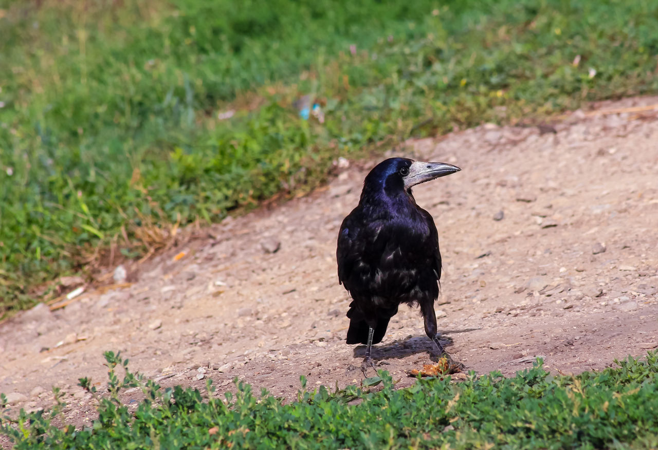 BLACK BIRD PERCHING ON A DIRT