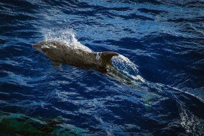 View of turtle swimming in sea