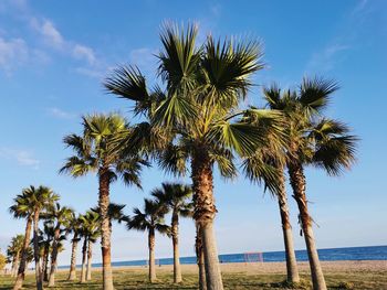 Palm trees on beach against sky