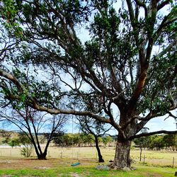 Trees on field against sky