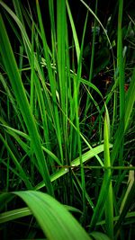 Close-up of grass growing on field
