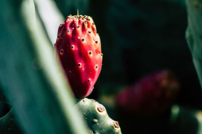 Close-up of succulent plants