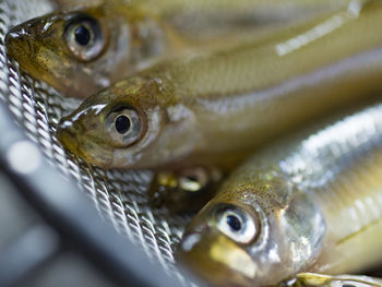 Close-up of fish for sale
