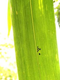 Close-up of green leaf on plant