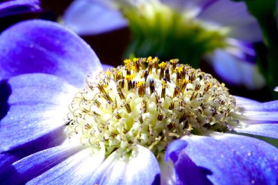 Close-up of yellow flower