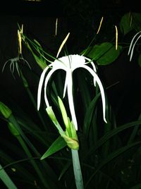 Close-up of white flowers