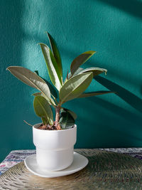 Close-up of potted plant on table at home