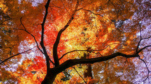 Low angle view of autumnal trees