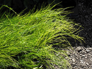 Close-up of plants growing on field