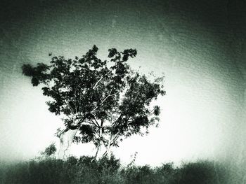 Low angle view of trees against sky