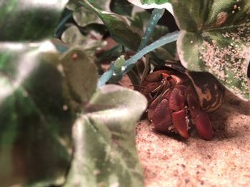 Close-up of hermit crab