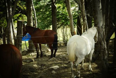 Horses standing in ranch