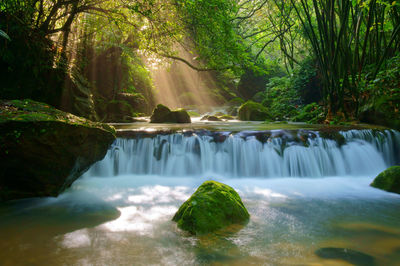 Scenic view of waterfall in forest