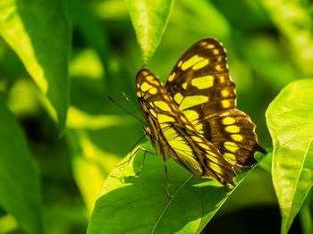 Close-up of butterfly on leaf