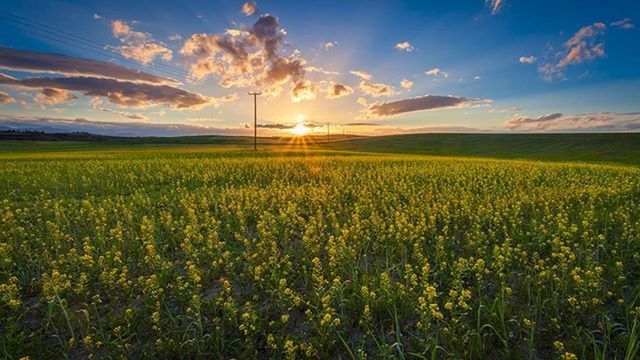 field, beauty in nature, sky, tranquil scene, tranquility, scenics, landscape, growth, rural scene, nature, flower, sunset, agriculture, yellow, cloud - sky, plant, cloud, sun, sunlight, crop