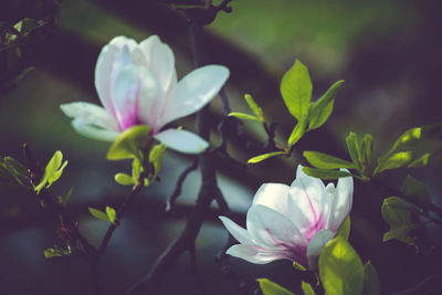 Close-up of pink flowers