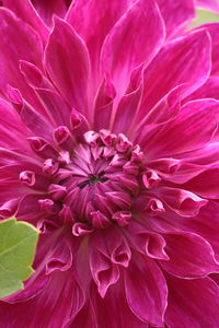 Close-up of pink flower