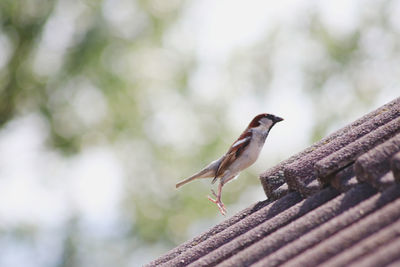 Close-up of bird perching