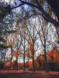 Trees in park during autumn