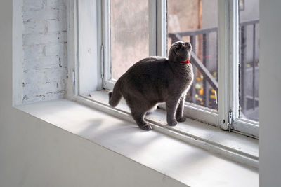 Cat sitting by window