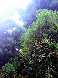 Low angle view of pine tree